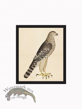 Rudbeck CFA_BF 32 Goshawk